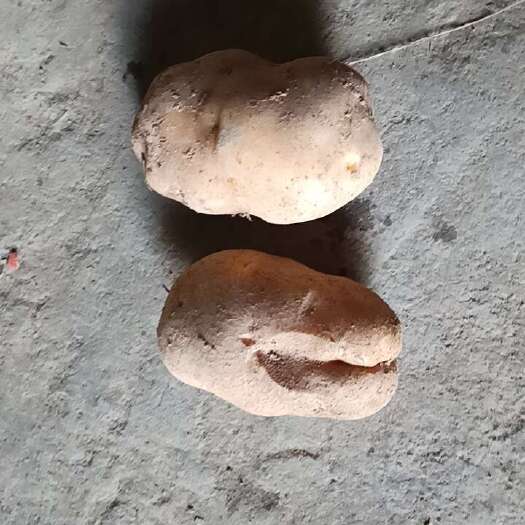 建始县优质土豆