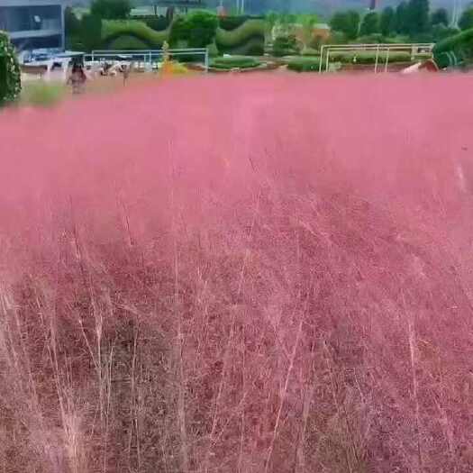 粉黛乱子草种子网红草粉色耐寒耐热观赏景区花海打造