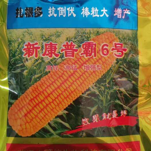 扶沟县玉米新康普霸6号，扎根多抗倒伏棒粒大增产，缩节壮根，