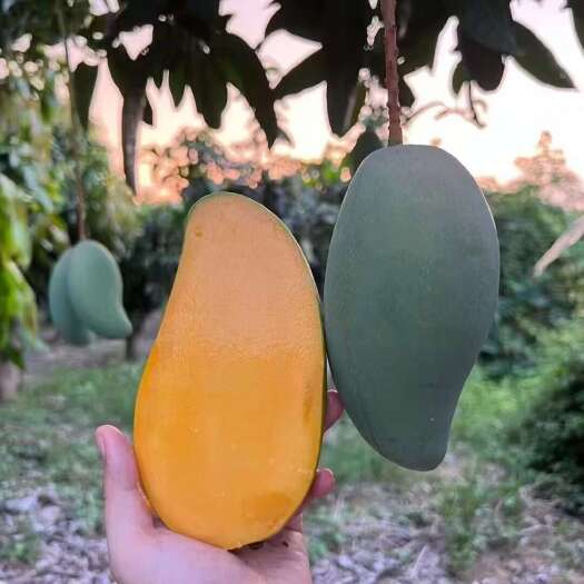 百色广西中小金煌芒香甜多汁 新鲜应季热带水果皮薄肉厚自家果园