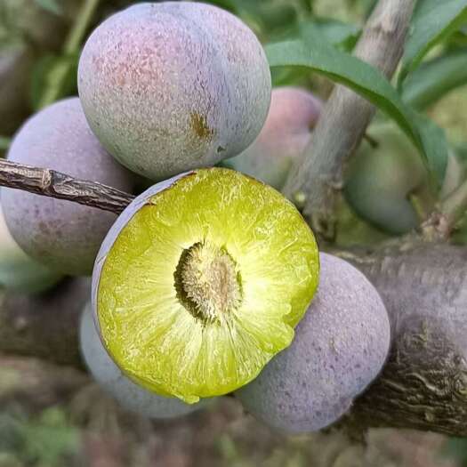 绥江县半边红