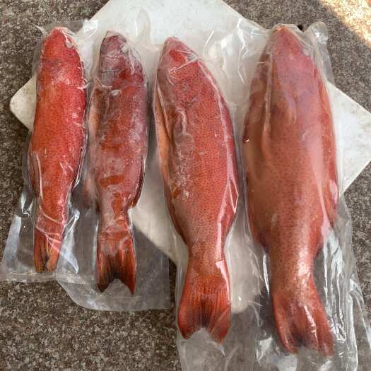 琼海市东星斑手钓4-7斤