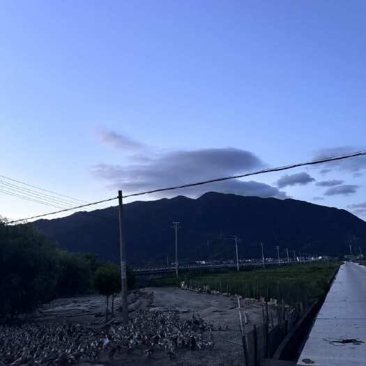 天台县台州山脚下活水散养土鸭蛋，个大蛋黄 营养满满