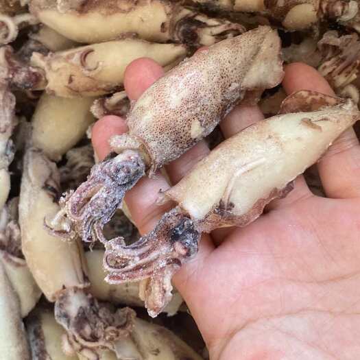 连云港全籽籽乌海兔捞汁烧烤食材带膏籽乌漂烫熟冻籽乌熟冻海兔笔管鱿鱼