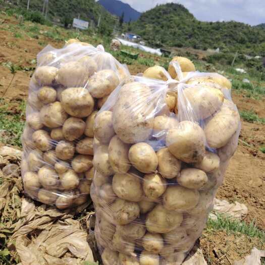 威宁县高原种植土豆 威宁黄心洋芋 土豆淀粉含量高