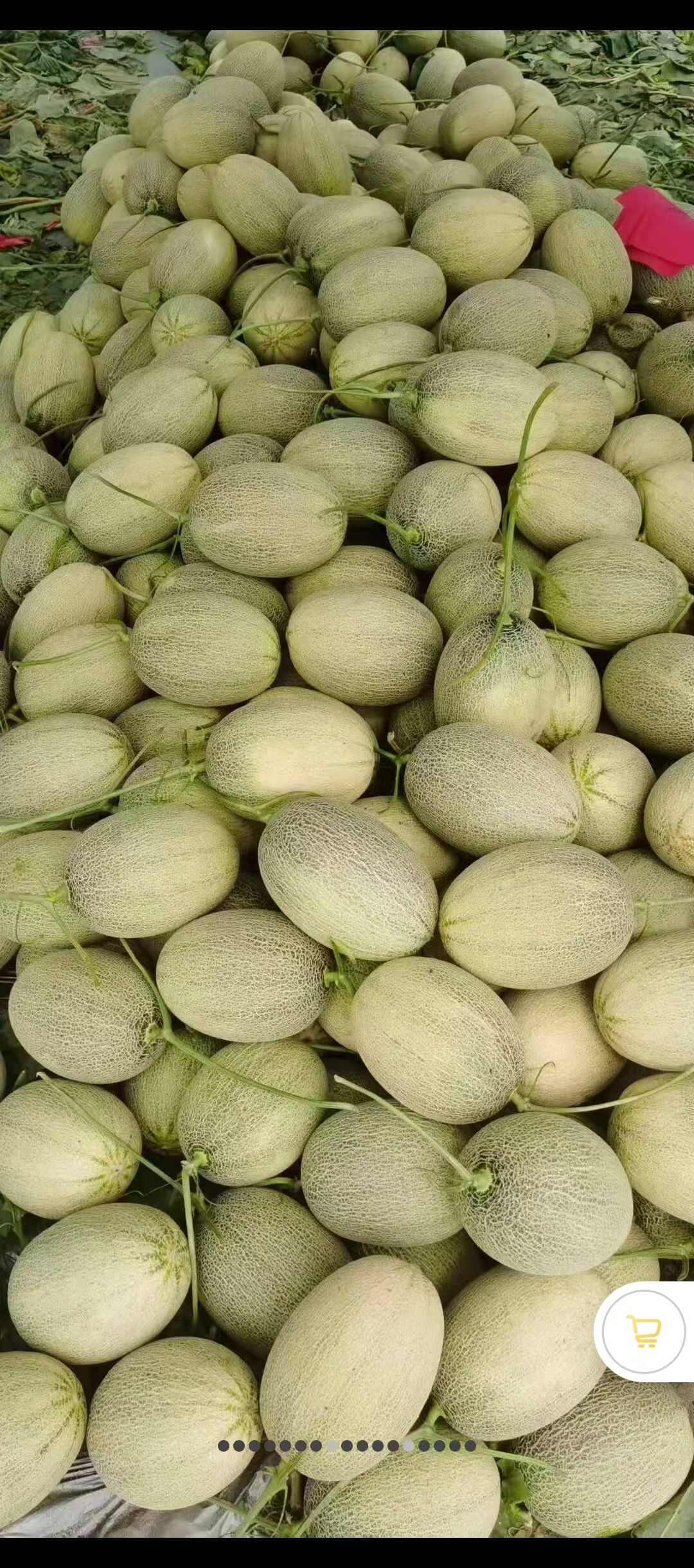 甘肃民勤收成镇，金红宝，小蜜，银蒂，金色年华各类蜜瓜大量上市