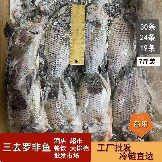 东山县三去罗非鱼7斤装 新鲜罗非鱼加工商用餐饮酒店烧烤店水产冻品厂