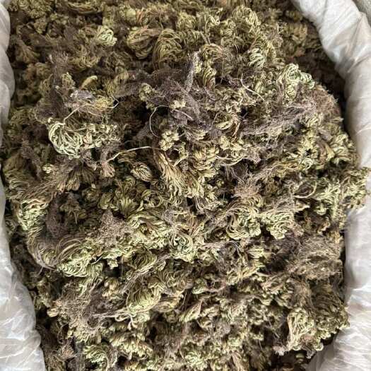 玉林小卷柏 还魂草