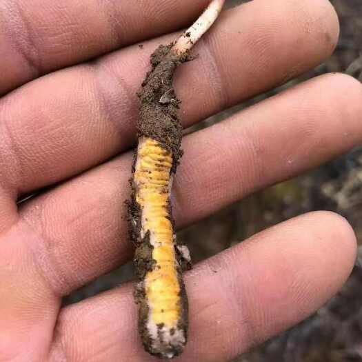 比如县2025冬虫夏草正品虫草头期干货高海拔冬虫草王西藏