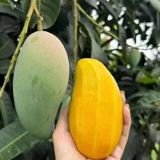 灵山县广西百色芒果大量上市，各品种都可安排，地头价，