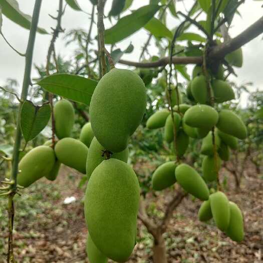 百色广西百色市台农芒，香甜可以，子小肉多。