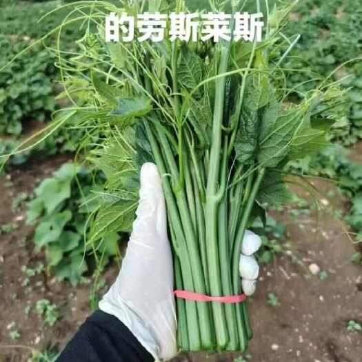 六盘水今年刚开始种的380亩，现在陆续采摘了，目每天可供5000斤