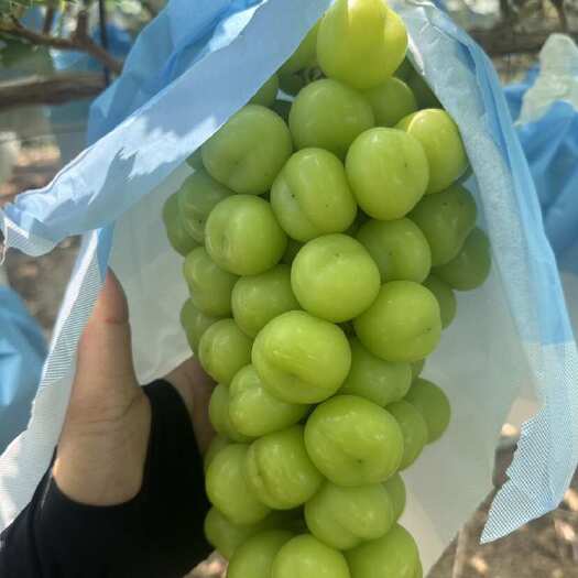 东莞市产地直发新鲜阳光玫瑰葡萄果香浓郁甜脆可口现货