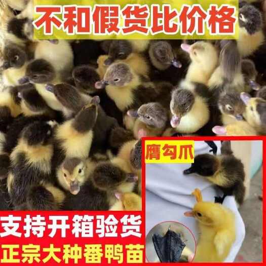 建湖县(现货)大种黑番鸭苗  已防疫，包路损，90天10斤左右