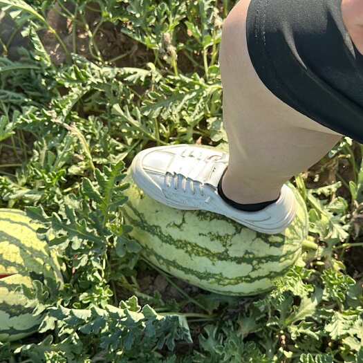 中卫宁夏中宁西瓜 有籽新鲜水果 当地直发