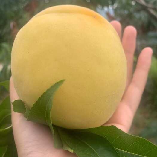 思南县锦绣黄桃品质好，批发价便宜，3两起步产量大