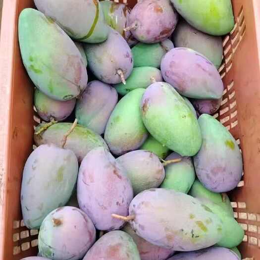 澜沧县云南芒果 贵妃芒 青芒