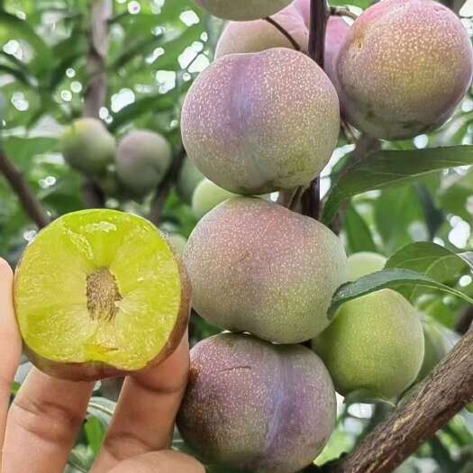 绥江县脱骨李 半边红（菌红李）大量上市 欢迎订购 自家种植