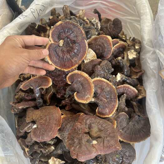 昆明精选白灵芝
