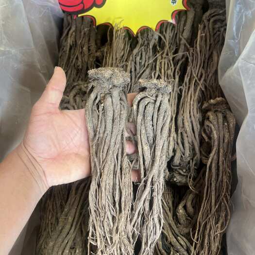 昆明岷县当归