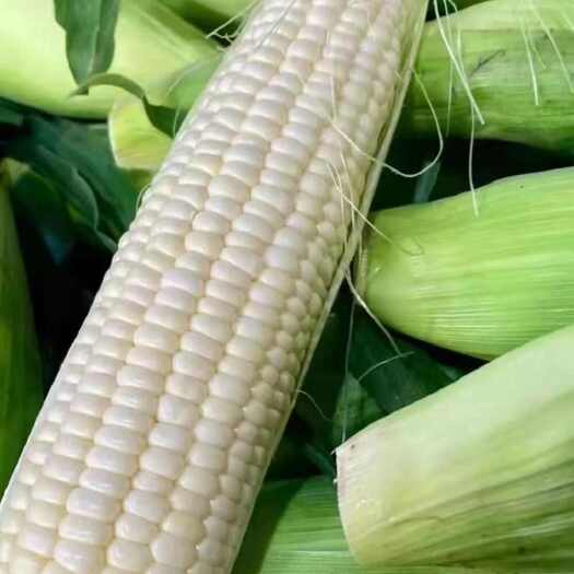 菏泽山东菏泽新鲜糯玉米 产地直供鲜食玉米 粒大饱满口感好