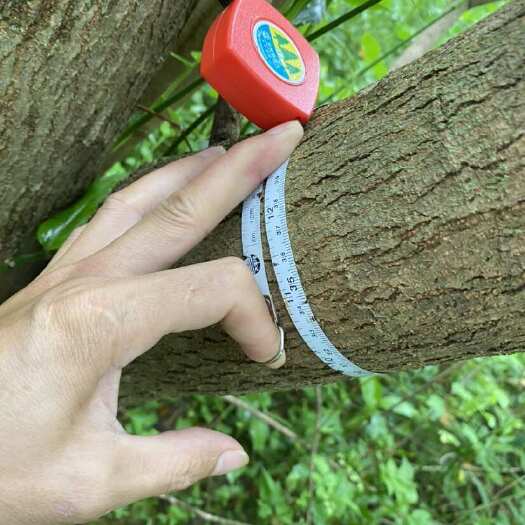 柳州乌桕树，30-60公分大