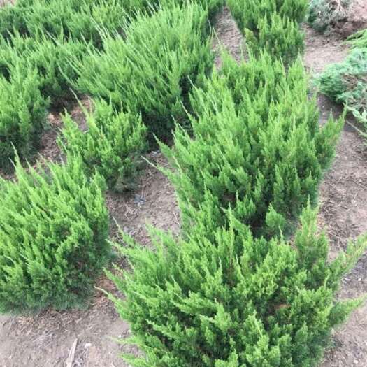 沭阳县苗圃大量出售冠幅50厘米龙柏球
