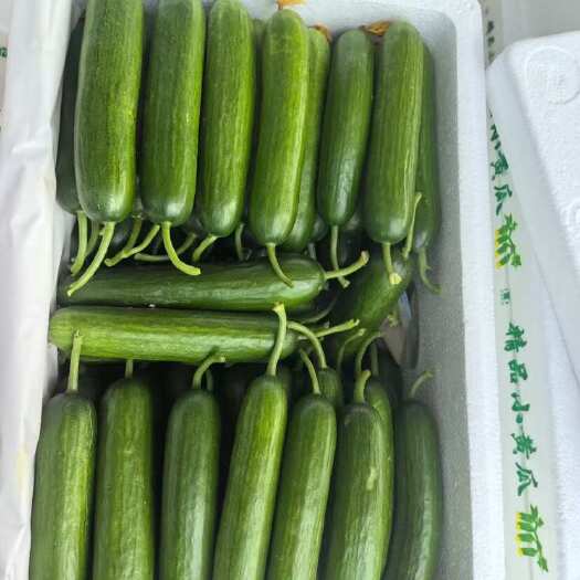 邯郸水果黄瓜，小黄瓜