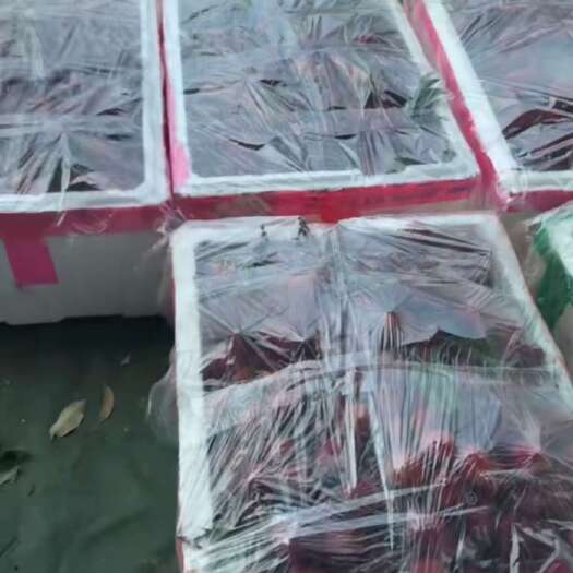 广州广州增城仙进奉荔枝带箱包装10斤