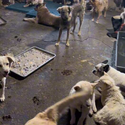 巴中土狗，中华田园犬肉狗，四川本地土狗大量有货！