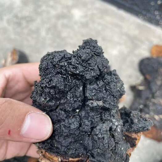 雷波县桦树茸
