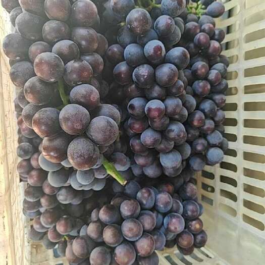澄城县早夏，无核