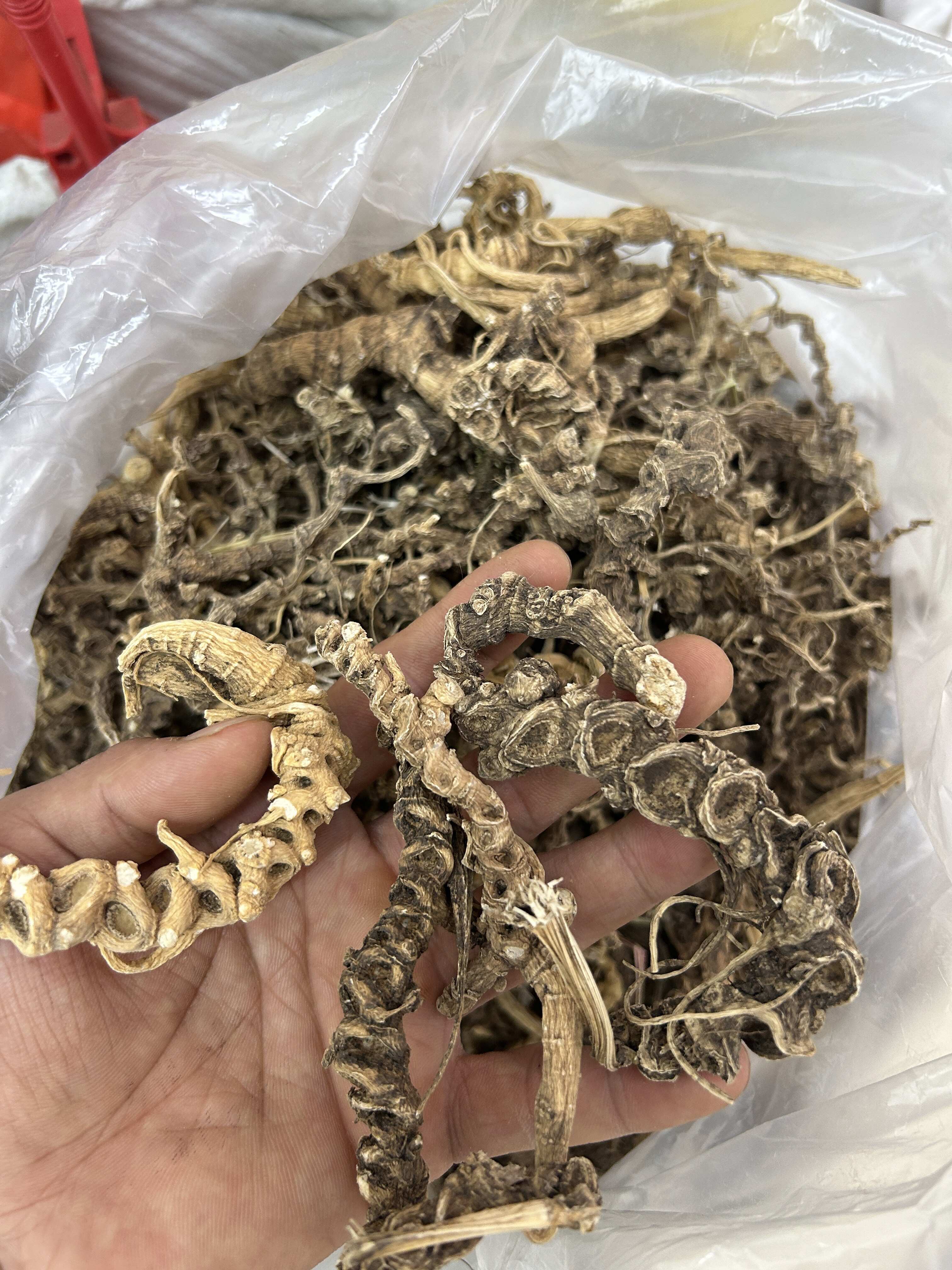 云南三七竹节参天王参现货批发产地货源量大价优