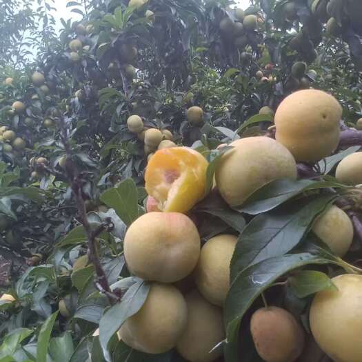 马关县云南文山香脆李，每天可走一个挂，一手货源，没有中间商
