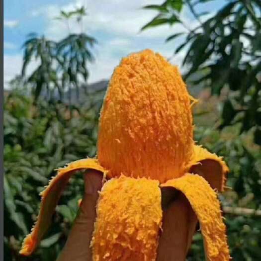 盐源县椰香芒果，自己果园直发，带箱10斤为一箱包邮，可批发，零售。