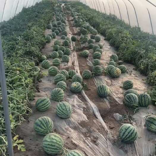 原平市山西美都西瓜，自家直出