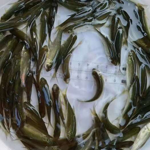萍乡热水草鱼苗