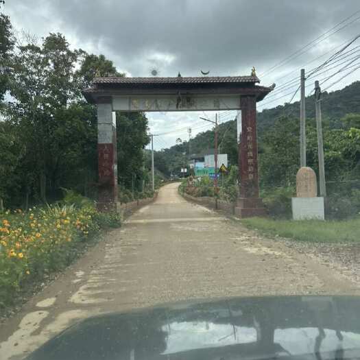 景洪市东风农场4分厂叭尖寨子350亩橡胶林出售