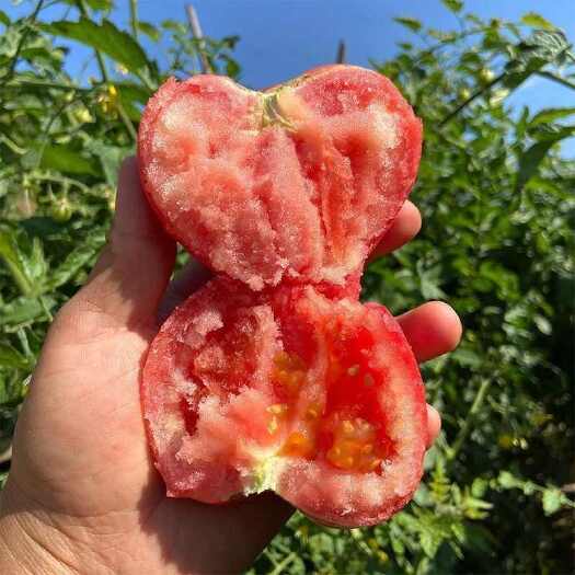【高品质】红果西红柿番茄新鲜柿子孕妇水果农家露天番茄批发零售