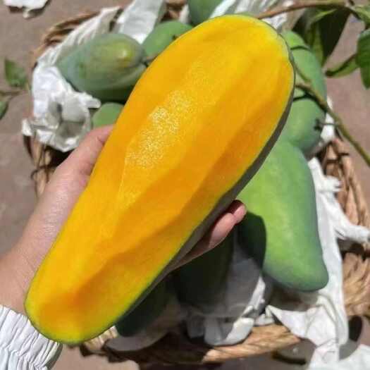 攀枝花攀枝花大金煌芒果，一件代发