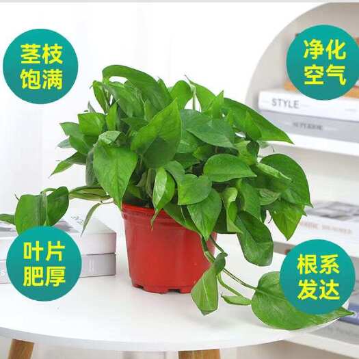 绿萝除甲醛植物办公桌吸甲醛绿植懒人盆花卉套餐绿萝盆栽批发