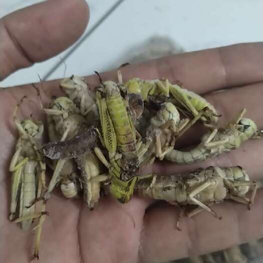 蚂蚱，蝗虫