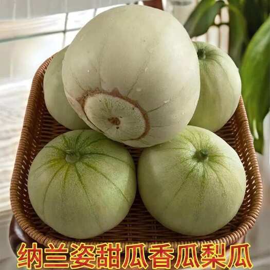 当季新鲜采摘青皮甜瓜甜宝甜瓜头茬应季梨瓜现摘优选一整箱10斤