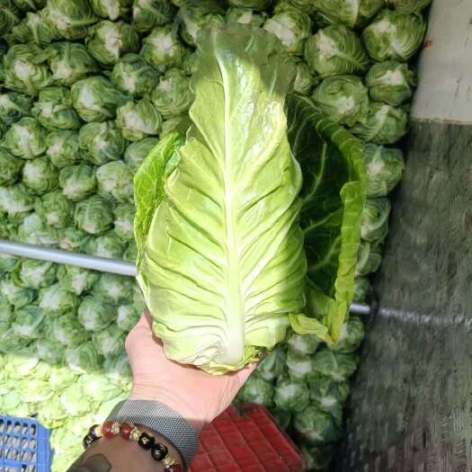 永善县牛心甘蓝