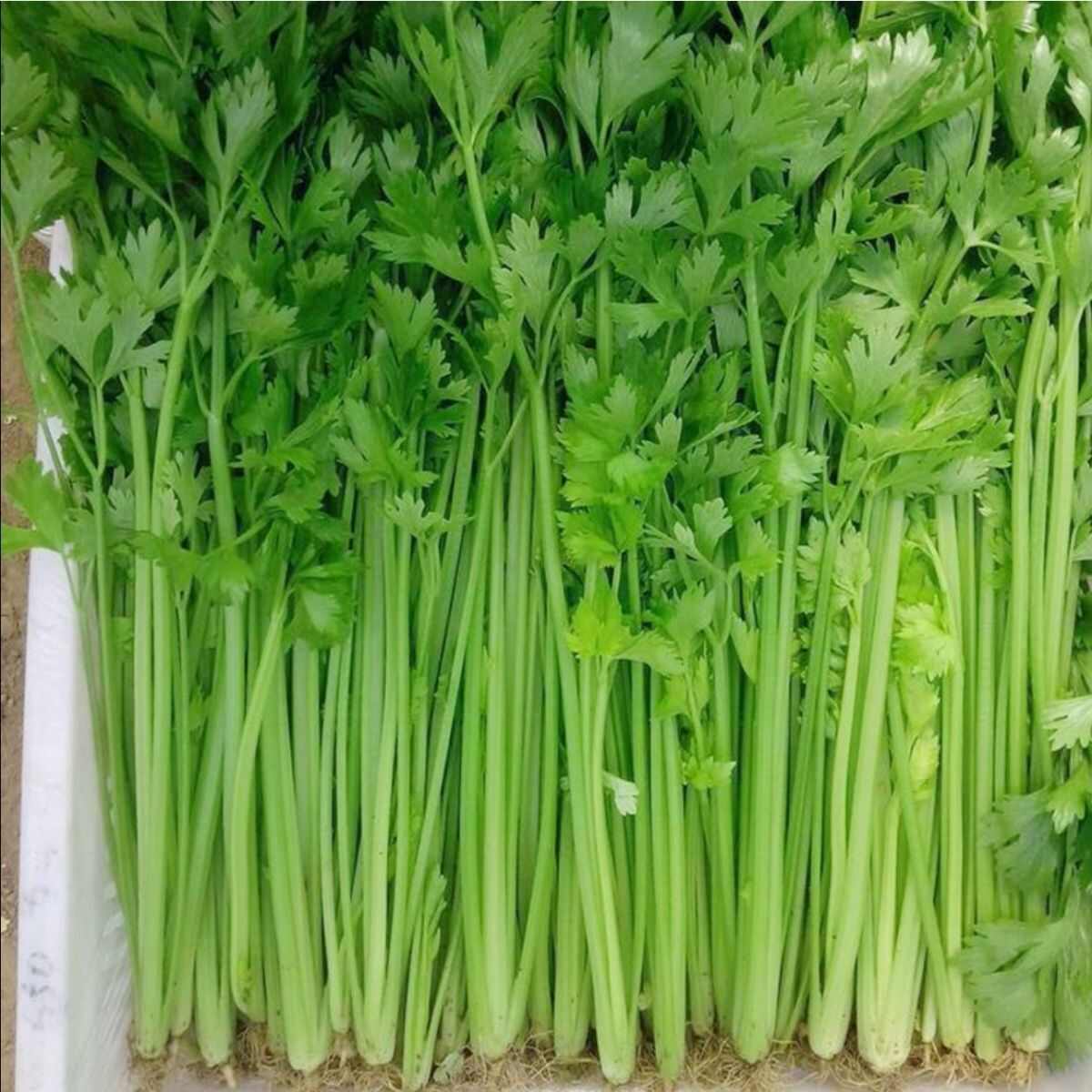 津嫩小香芹种子速生早熟纤维少口感佳基地种植芹菜种籽高产抗病