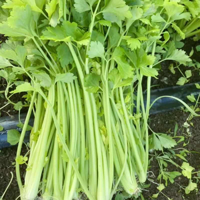 津嫩小香芹种子速生早熟纤维少口感佳基地种植芹菜种籽高产抗病