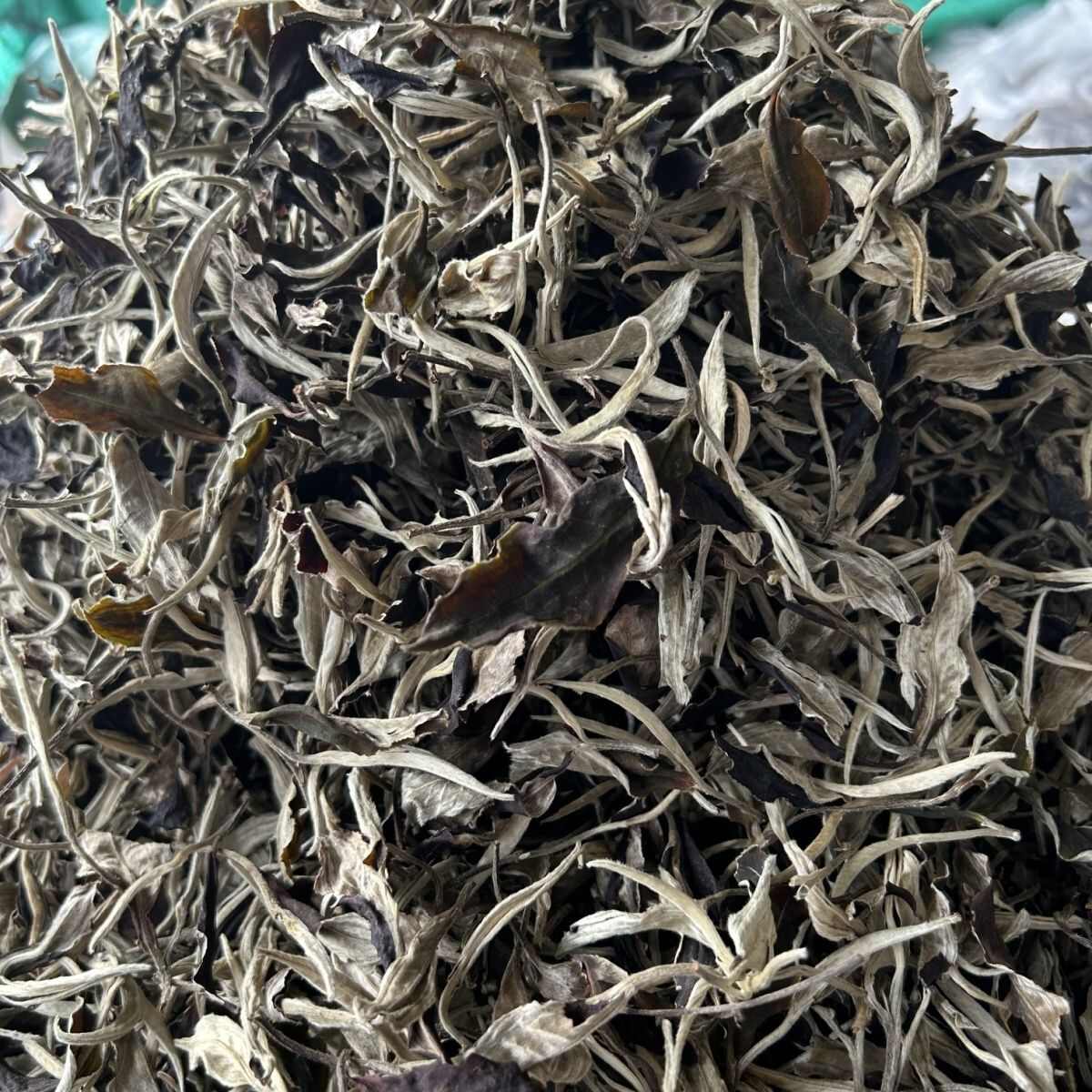 梁河县云南白茶，大叶种古树，月光白茶，一芽二叶。