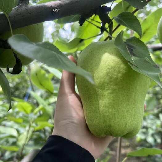 阳信县梨