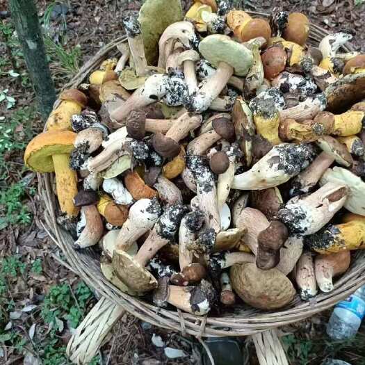通江县野生牛肝菌干货，自己在山上采的，数量不多，一斤包邮的零售价