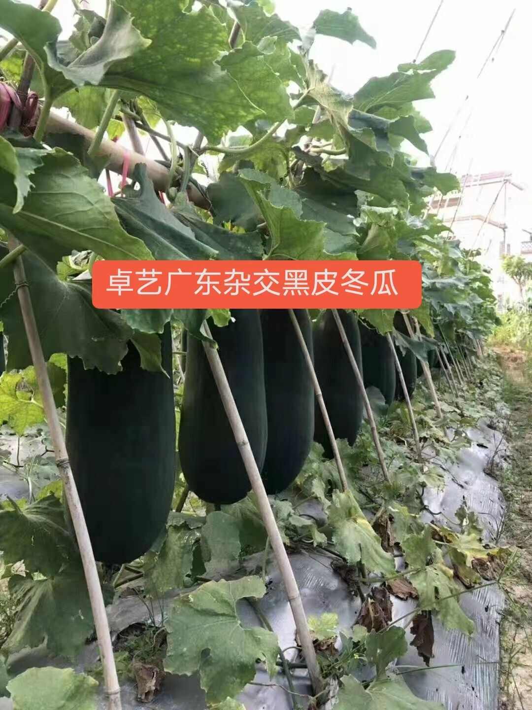卓艺广东杂交黑皮冬瓜种子大冬瓜种籽肉厚耐运输春夏秋季冬瓜种孑